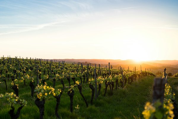 Comment organiser une visite des vignobles en Toscane, Italie : itinéraires et dégustations ?